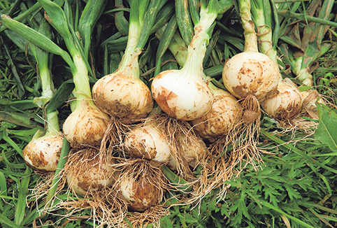 オイシックス 野菜 新玉